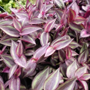 Burgundy Tradescantia – 2 Indoor Vining Plants in 2" Pots – Easy Care Plant