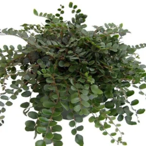 Button Fern - 4