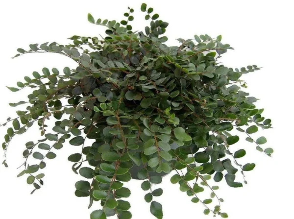 Button Fern - 4" Pot - Pellaea rotundifolia Live Houseplant