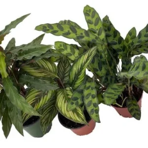 Calathea Assortment - 3 Live Indoor Plants in 4" Pots - Easy Care Tropical Foliage