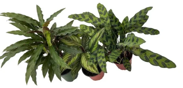 Calathea Assortment - 3 Live Indoor Plants in 4" Pots - Easy Care Tropical Foliage