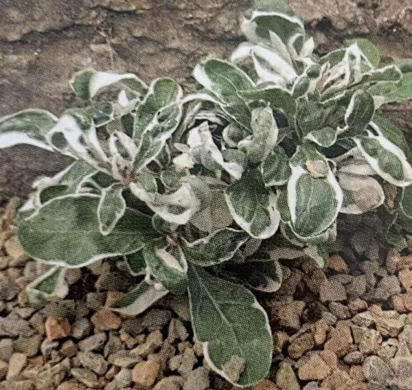 Calico Snow Queen Plant Alternanthera ficoidea 2.5" Pot Green and White Foliage