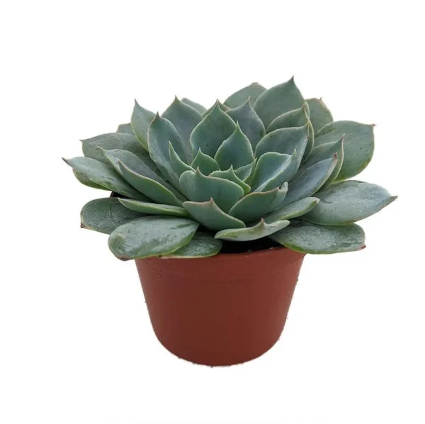 Caribbean Blue Desert Rose Echeveria Succulent Plant - 2.5 Inch Pot - Easy Care