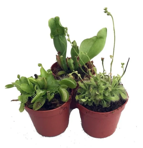 Carnivorous Plant Assortment – 3 Terrarium Plants in 2" Pots for Indoor Use