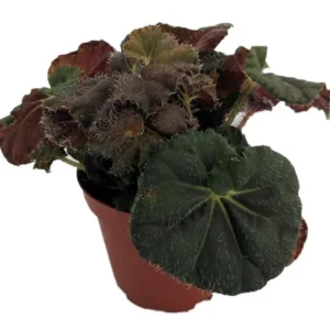 Carol Knight Begonia Plant – Rhizomatous Houseplant with Unique Spiral Leaves – 3.7" Pot