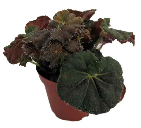 Carol Knight Begonia Plant – Rhizomatous Houseplant with Unique Spiral Leaves – 3.7" Pot