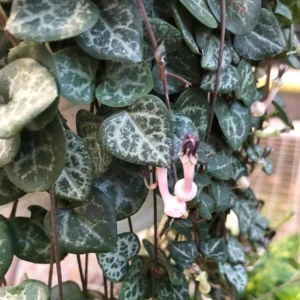 Ceropegia woodii String of Hearts – 2.5