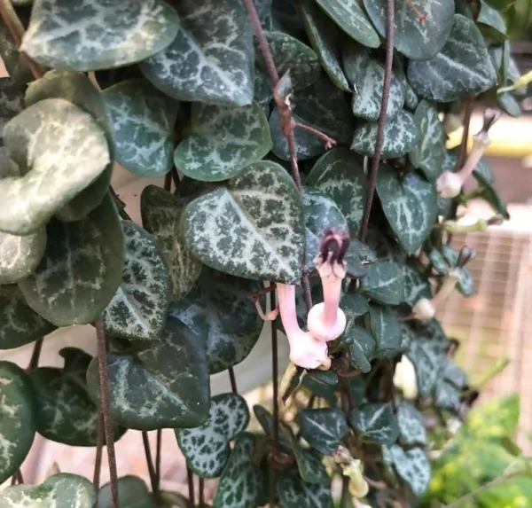 Ceropegia woodii String of Hearts – 2.5" Pot Trailing Succulent Vine