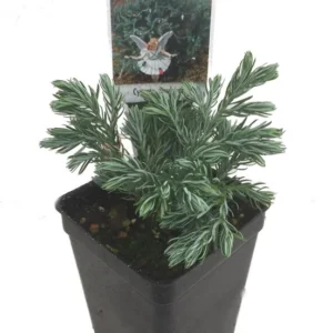 Chamaecyparis Boulevard Cypress – Hardy Miniature Dwarf Tree – 2.5