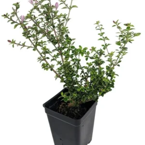 Cherry Blossom Serissa Tree - 2.5