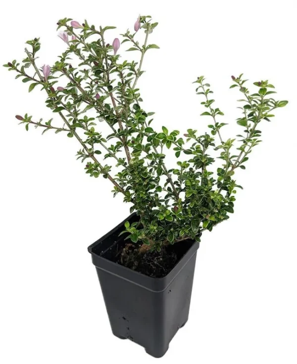 Cherry Blossom Serissa Tree - 2.5" Pot, Live Plant for House, Fairy Garden & Bonsai