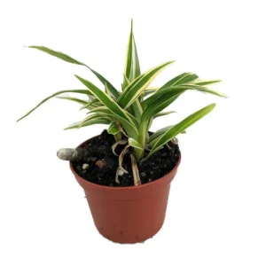 Chlorophytum Bichettii - Rare Spiderless Spider Plant 2.5