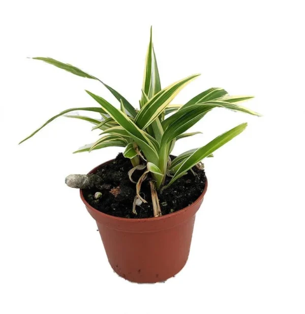 Chlorophytum Bichettii - Rare Spiderless Spider Plant 2.5" Pot - Air-Purifying Indoor Plant