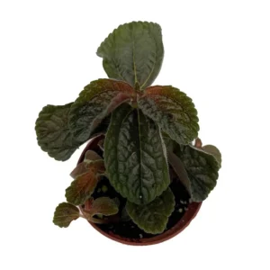 Chocolate Pilea Plant in 2.5