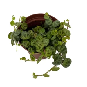 Clone C Peperomia prostrata - Succulent Vining Plant - 2.5