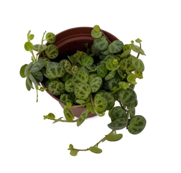 Clone C Peperomia prostrata - Succulent Vining Plant - 2.5" Pot - Collector Series