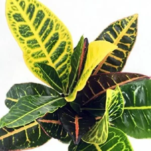 Codiaeum Petra – Colorful Croton Plant in 3