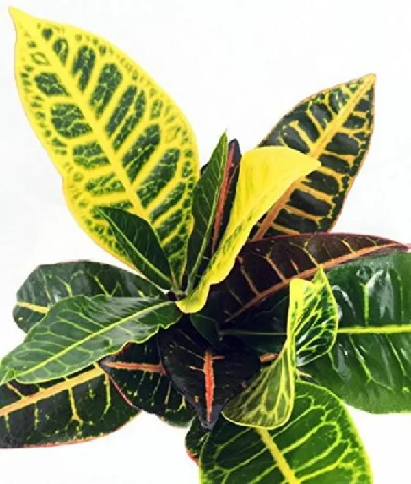 Codiaeum Petra – Colorful Croton Plant in 3" Pot for Indoor/Outdoor Use