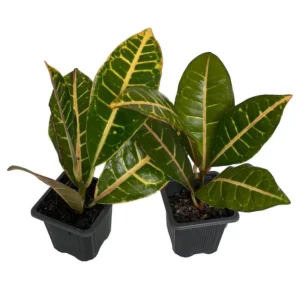 Codiaeum Petra Colorful Croton Plants – 2 Pack in 3