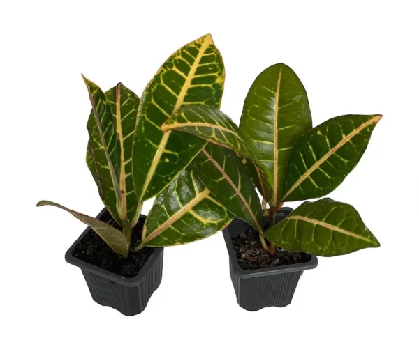 Codiaeum Petra Colorful Croton Plants – 2 Pack in 3" Pots for Indoor & Outdoor Use