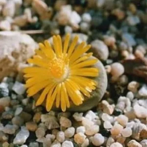 Collector’s Lithops Living Stone Plant – 2