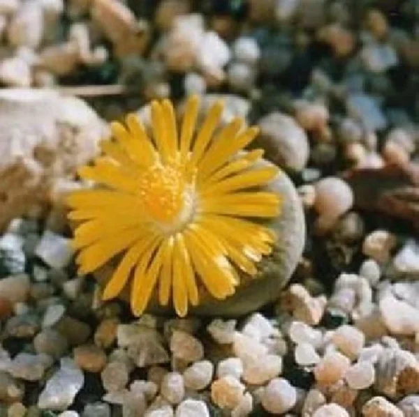 Collector’s Lithops Living Stone Plant – 2" Pot Succulent for Indoor Décor