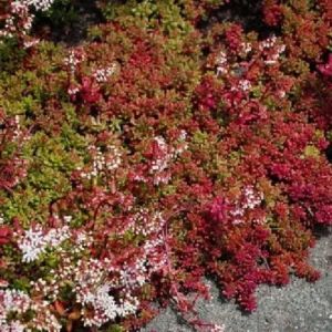 Coral Carpet Sedum - Succulent Stonecrop Plant, 2.5