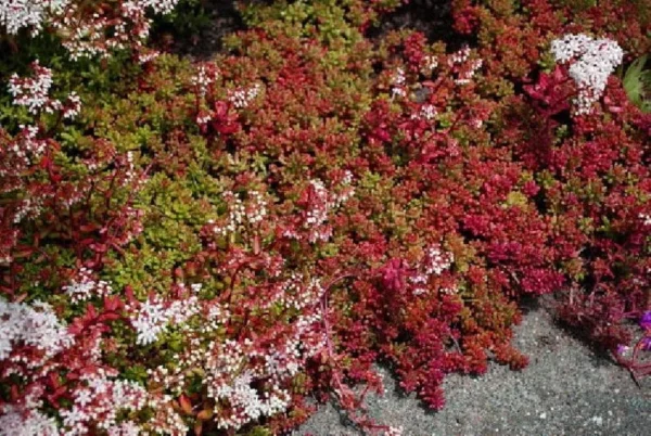 Coral Carpet Sedum - Succulent Stonecrop Plant, 2.5" Pot, Outdoor Fairy Garden