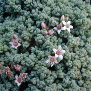 Corsican Blue Tears Sedum - Fast-Growing Succulent - 2.5