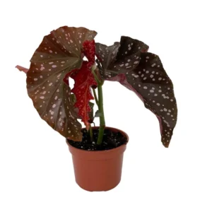 Cracklin Rosie Begonia - Indoor Plant 3.7