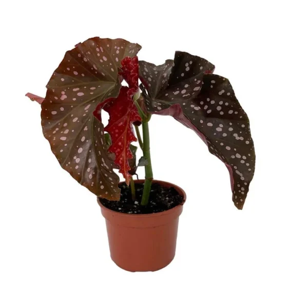 Cracklin Rosie Begonia - Indoor Plant 3.7" Pot - Dark Green Leaves with Pink Dots