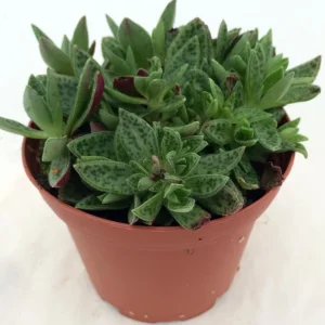 Crassula Miniature Tiger Jade Succulent - 2.5" Pot - Easy House Plant for Indoor Décor