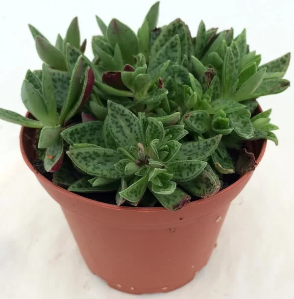 Crassula Miniature Tiger Jade Succulent - 2.5" Pot - Easy House Plant for Indoor Décor