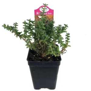 Crassula Tiny Bush Jade Plant - Succulent House Plant in 2.5 Inch Pot