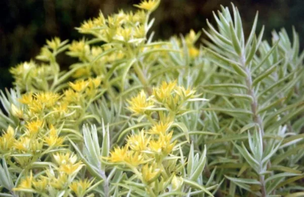 Creme n' Green Needle Sedum lineare - Carpet Stonecrop - 2.5" Pot