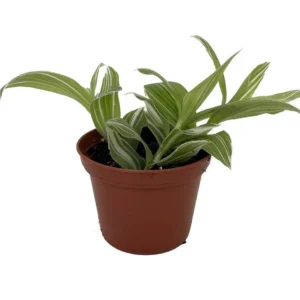 Creme n Green Tradescantia Houseplant - 2.5