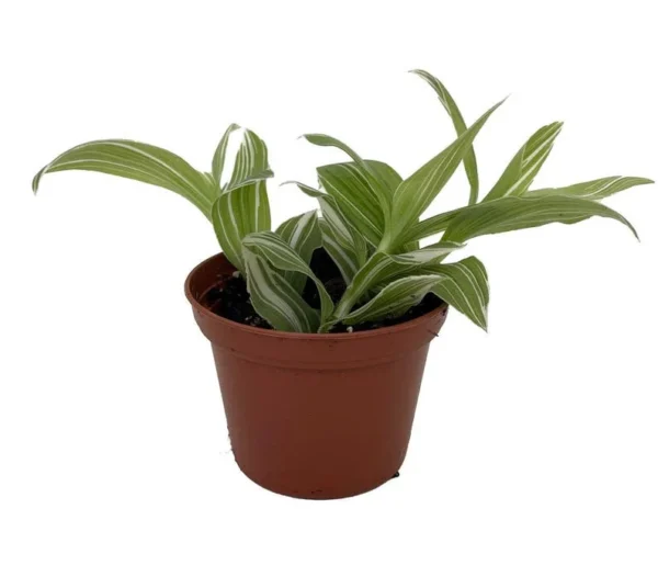 Creme n Green Tradescantia Houseplant - 2.5" Pot, Variegated Leaves