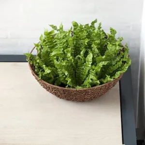 Crispy Wave Fern - Air Purifying Asplenium - 4