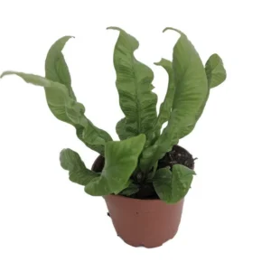 Crispy Wave Fern – Asplenium Houseplant in 2.5