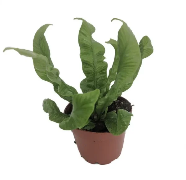 Crispy Wave Fern – Asplenium Houseplant in 2.5" Pot – Clean Air, Easy Care