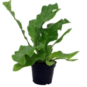 Crocodile Fern Plant - Microsorium Musifolium - Indoor Houseplant - 2.5 Inch Pot