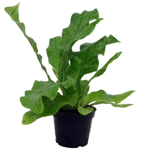 Crocodile Fern Plant - Microsorium Musifolium - Indoor Houseplant - 2.5 Inch Pot