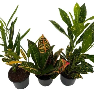 Croton Plant Assortment – 3 Live Shrubs in 4-Inch Pots, Vibrant Foliage