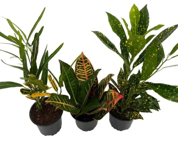 Croton Plant Assortment – 3 Live Shrubs in 4-Inch Pots, Vibrant Foliage