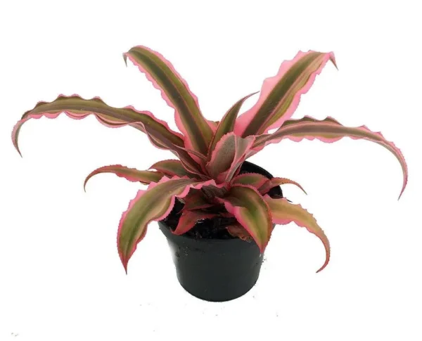 Cryptanthus Pink Earth Star Plant – 3 Inch Pot, Rosette Leaf Succulent Houseplant