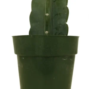 Cuddly Cactus – Cereus Jamacaru – 6 Inch Pot, Smooth & Drought-Tolerant