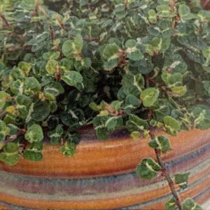 Curly Variegated Creeping Fig - 2.5