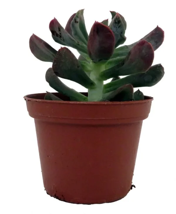 Dark Vader Echeveria Succulent - 3" Pot - Easy Care Rosette Plant