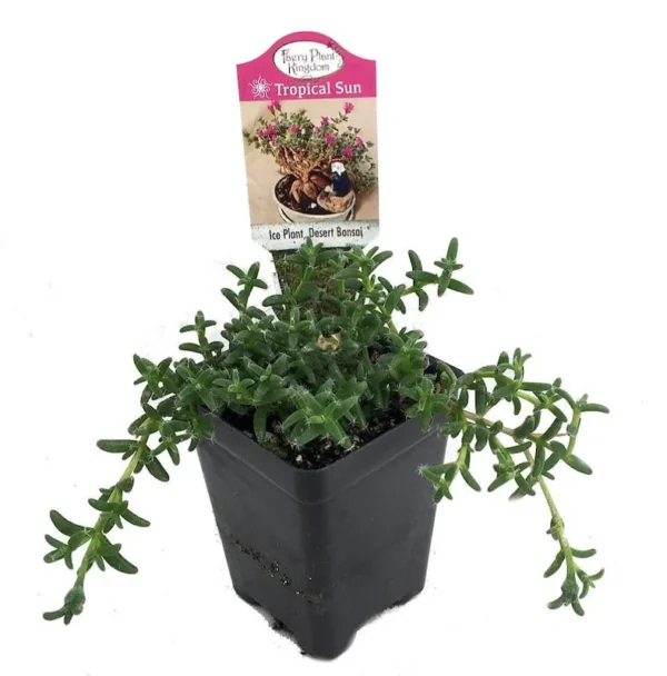 Desert Bonsai Ice Plant – Trichodiadema Succulent – 2.5" Pot for House or Fairy Garden