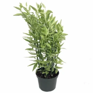 Devil's Backbone Plant – Pedilanthus Euphorbia, 6